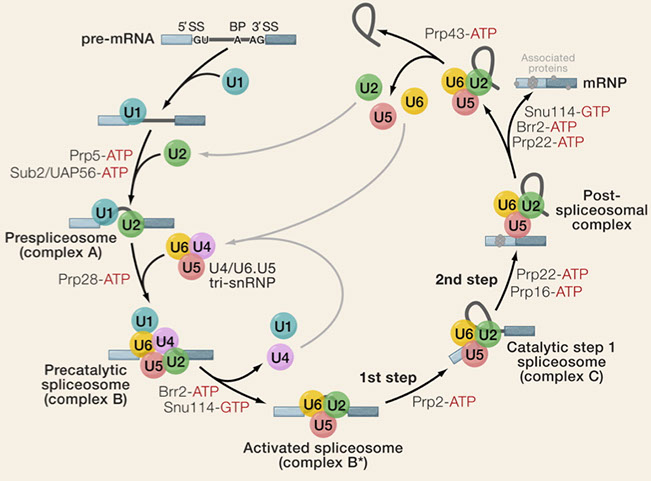 Spliceosome Diagram